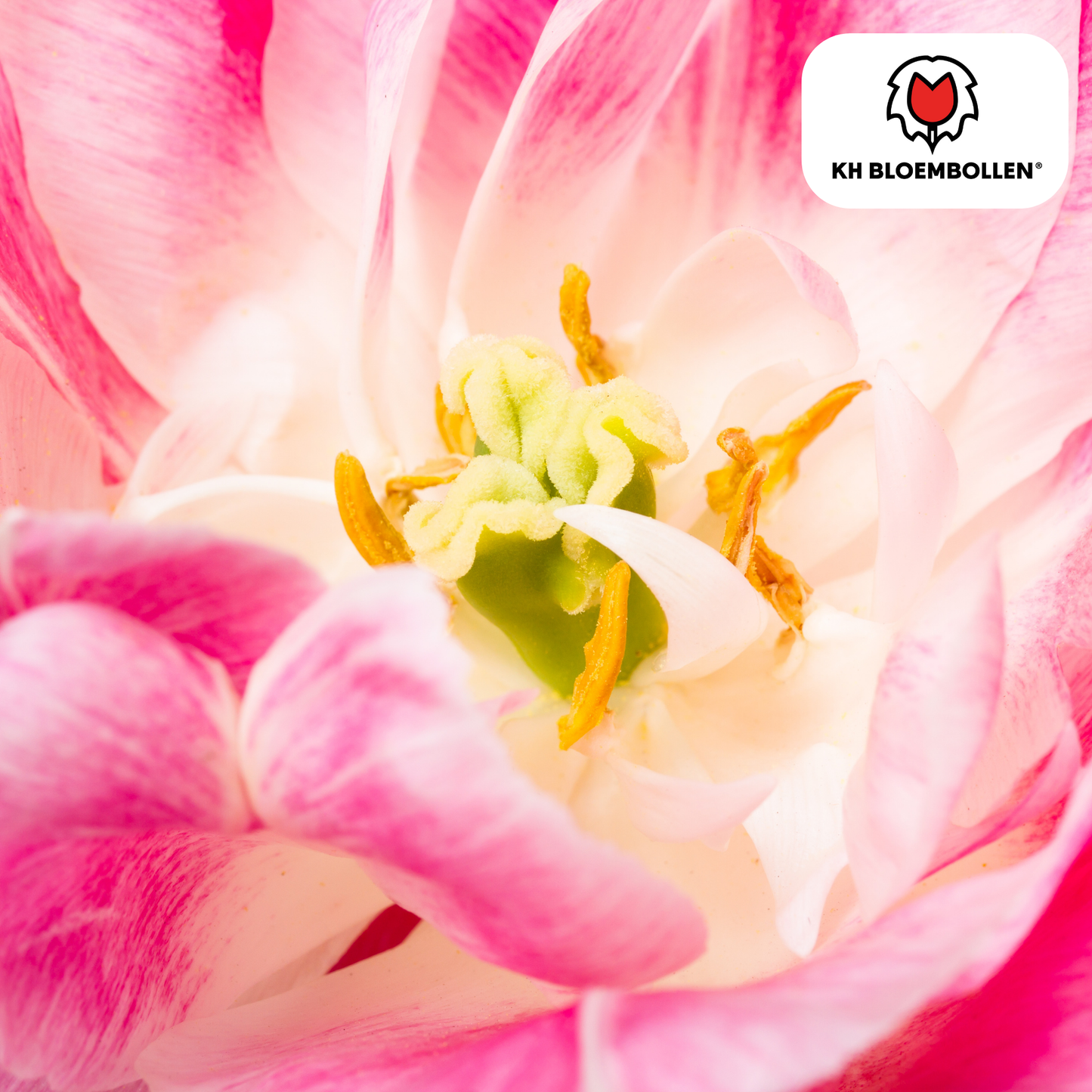 Columbus Tulpenzwiebeln – 20 Stück
