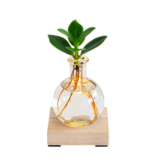 Glowplant - Clusia in vaasje met lampje