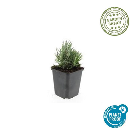 20x Lavandula ang. 'Dwarf Blue' - ↕10-25cm - Ø9cm