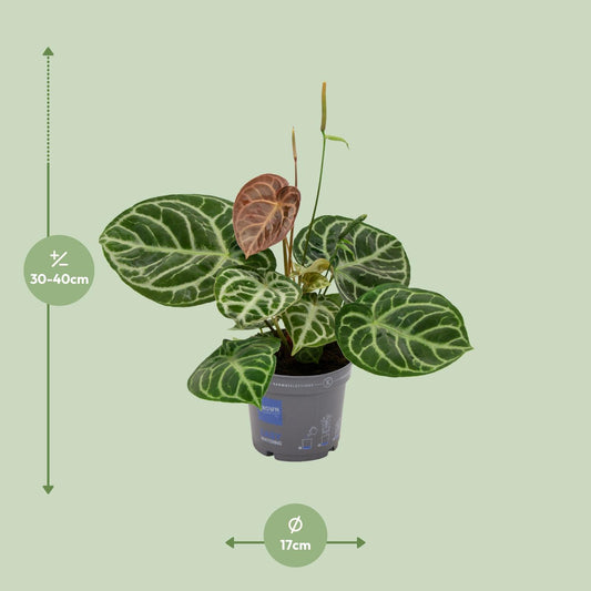 Anthurium Crystal Hybrid Compact - Ø17cm - ↕40cm