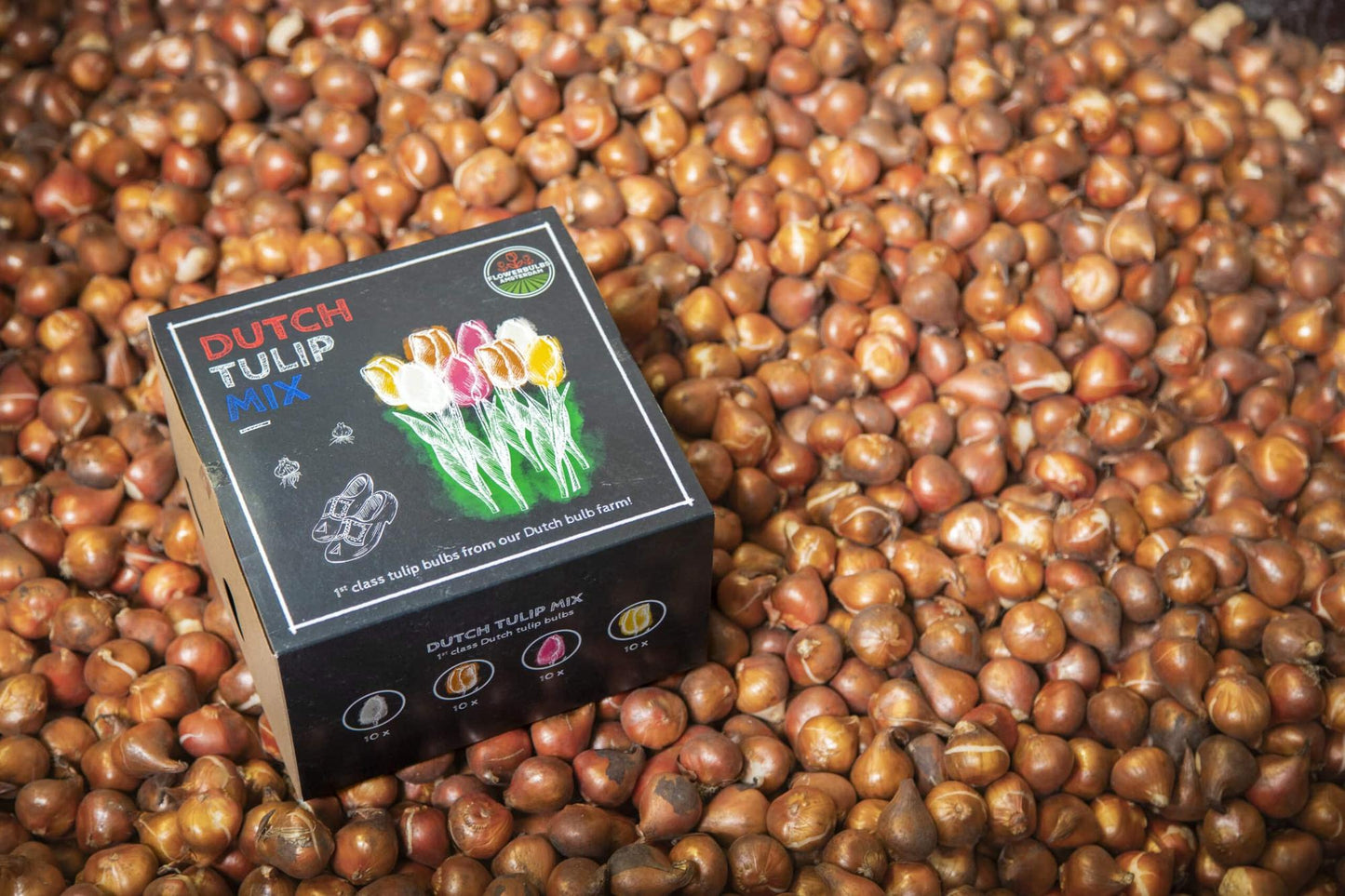 Flowerbulbs Amsterdam - Dutch Tulip Mix - Luxury medium box, 40 flower bulbs for 1 m² of floral splendor - Size 12+