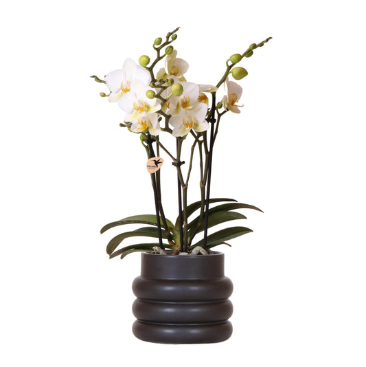 Hummingbird Orchids | White phalaenopsis orchid - Lausanne + Bubble pot black - pot size Ø9cm | flowering houseplant - fresh from the grower