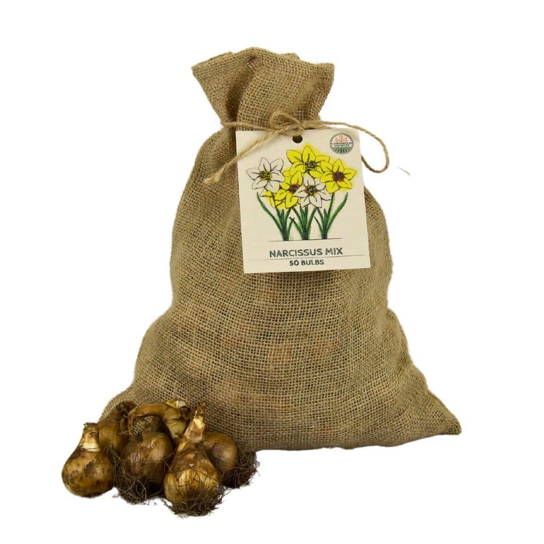 Flowerbulbs Amsterdam - Medium Narcissus Mix - Sustainable value bag, 50 flower bulbs for 1 m² of floral splendor - Size 12/14
