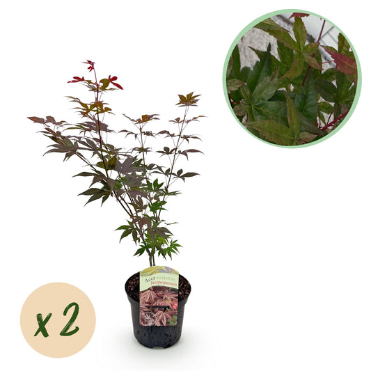 Green boutiQ - Patio plant - Japanese Maple - Acer palmatum Atropurpureum - Purple - 2 Plants - Deciduous - Pot 19cm Height 70cm