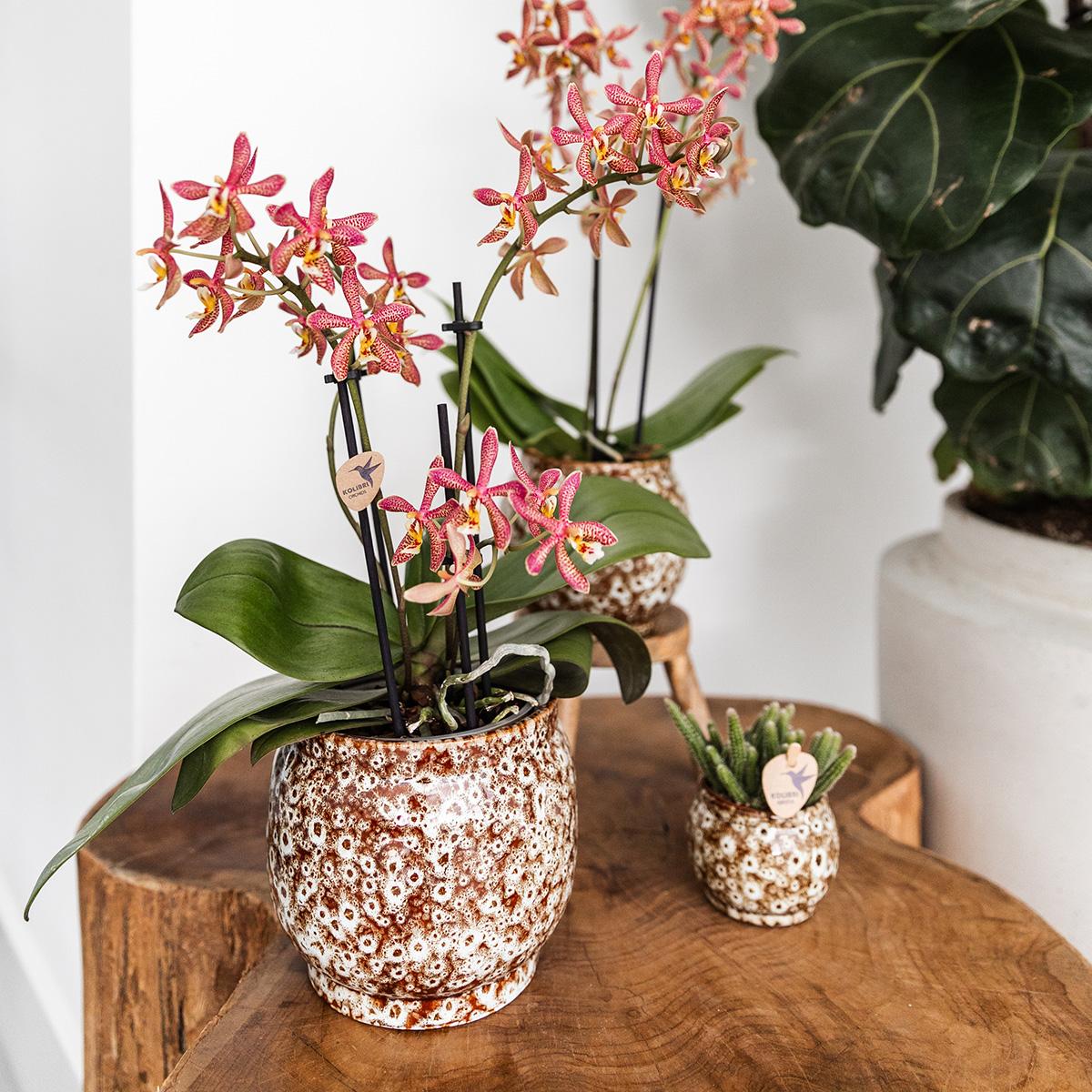 Kolibri Home | Combi deal - Safari pots