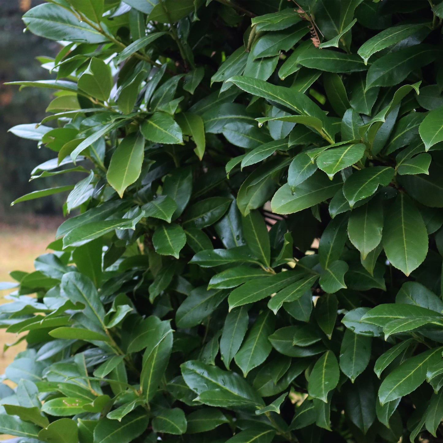 Green boutiQ - Hedge plants - Prunus laurocerasus Caucasica - green leaf - 8 plants - 1 linear meter - evergreen - pot 9cm height 30-35cm