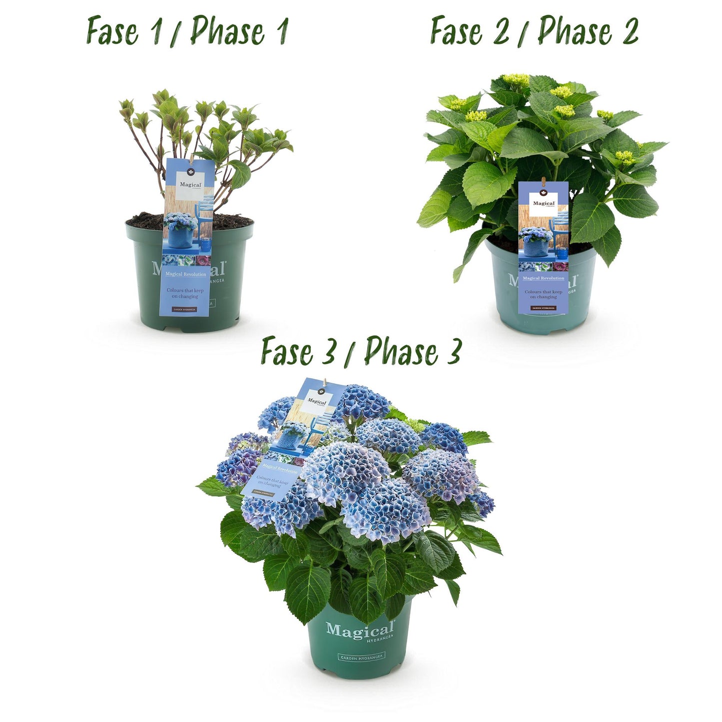 Green boutiQ - Terrace plant - Hydrangea - Hydrangea Magical Revolution Blue - Blue - 6-10 Flowers - Pot 23cm Height 55cm