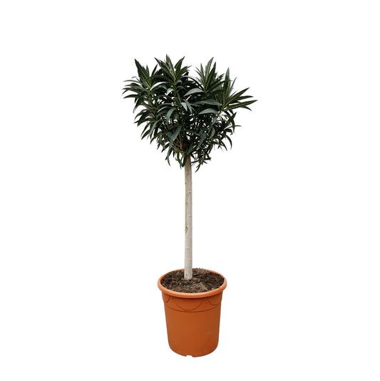 Nerium Oleander on trunk with pink flower - 200cm - Ø35