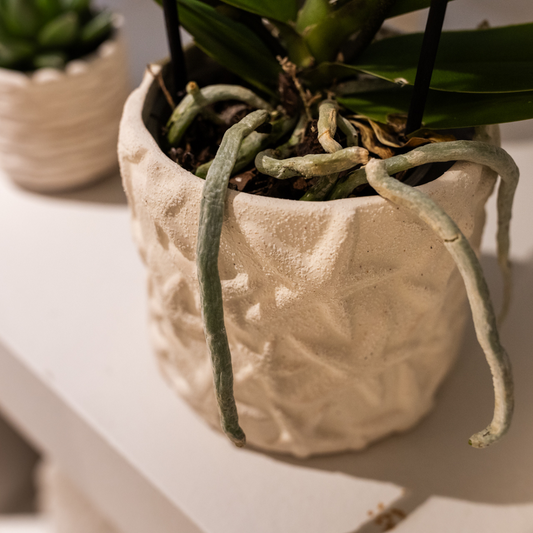 Hummingbird Home | Star Fish decorative pot - Off White - Ø9cm