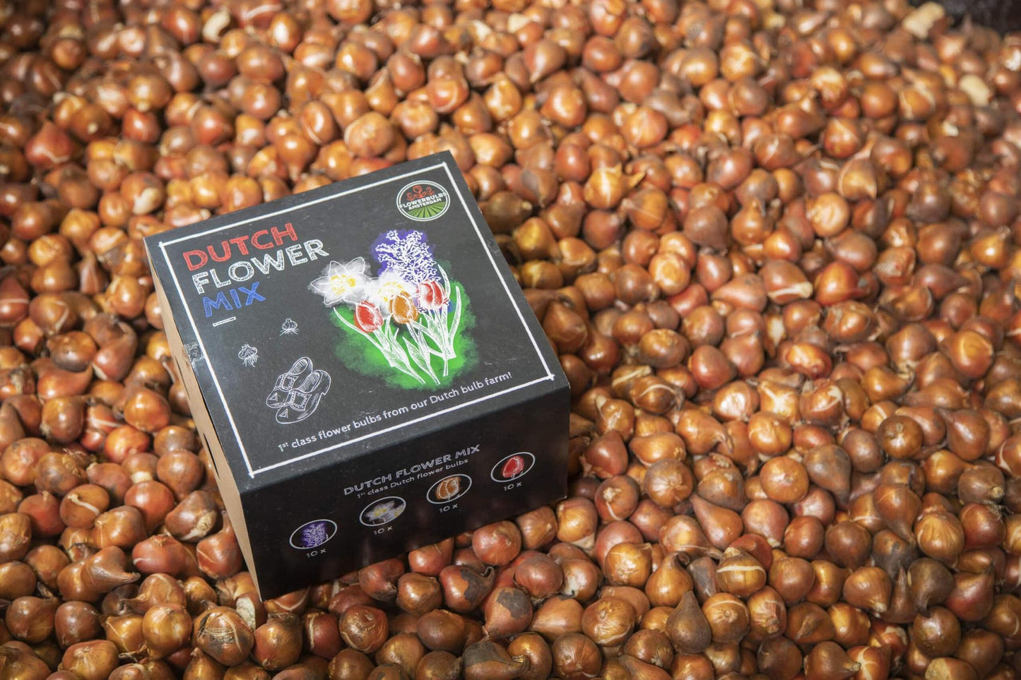 Flowerbulbs Amsterdam - Dutch Flower Mix - Luxury medium box, 40 flower bulbs for 1 m² of floral splendor - Size 12+