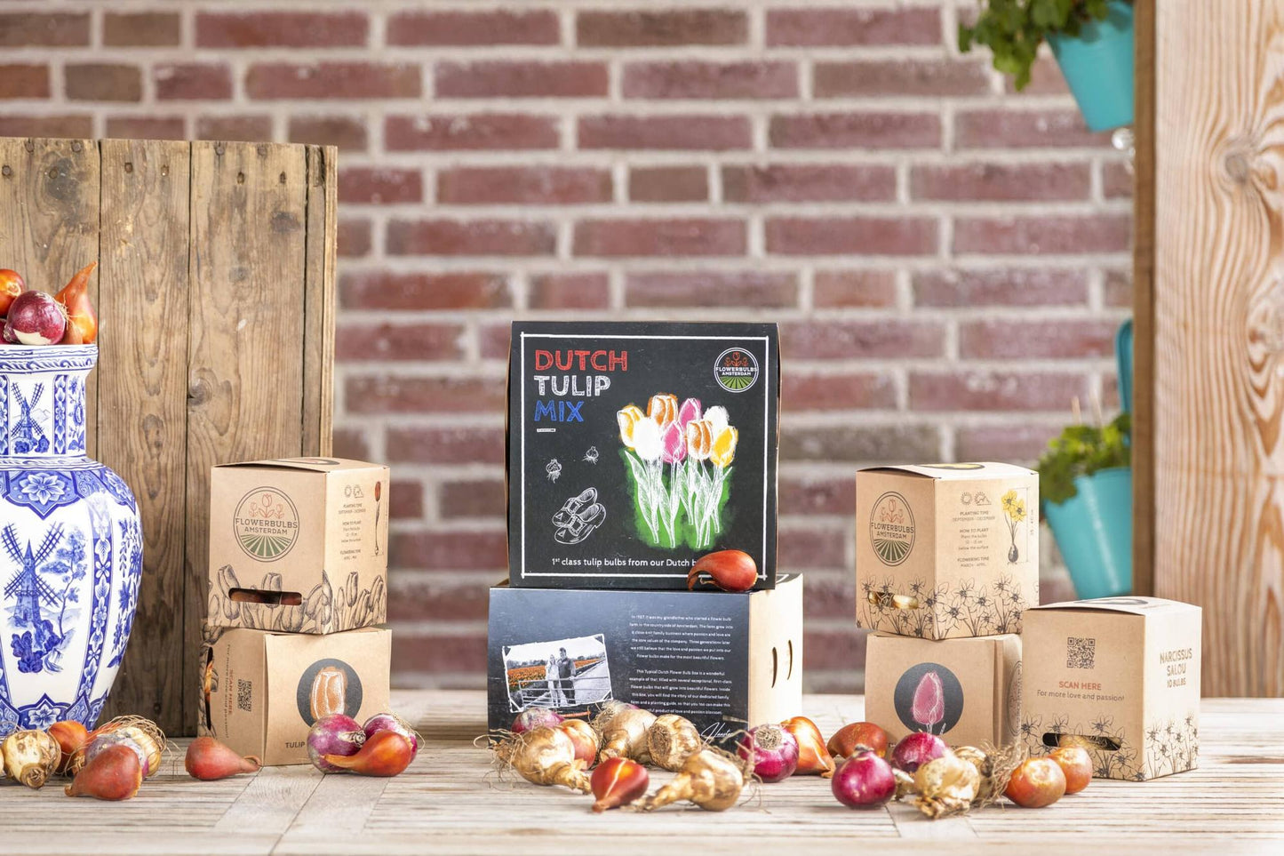 Flowerbulbs Amsterdam - Dutch Tulip Mix - Luxury medium box, 40 flower bulbs for 1 m² of floral splendor - Size 12+