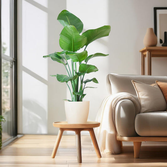 Strelitzia Nicolai with Viber pot white - 80cm - Ø21