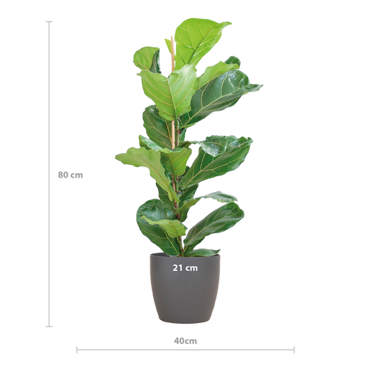 Ficus Lyrata with Viber pot gray - 80cm - Ø21