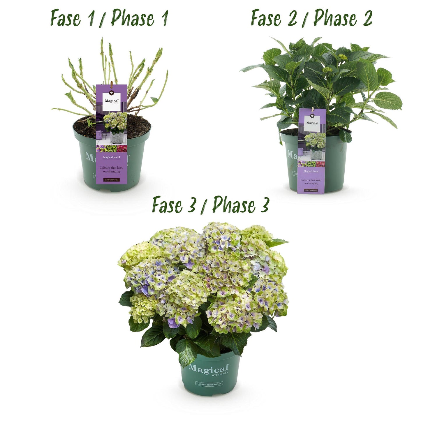 Green boutiQ - Terrace plant - Hydrangea - Hydrangea Magical Jewel Blue - Blue - 6-10 Flowers - 2 Plants - Pot 23cm Height 55cm