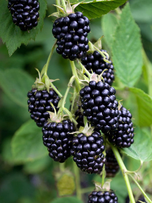 Rubus fruticosus 'Black Satin' - Thornless Blackberry - Ø13cm - ↕45cm