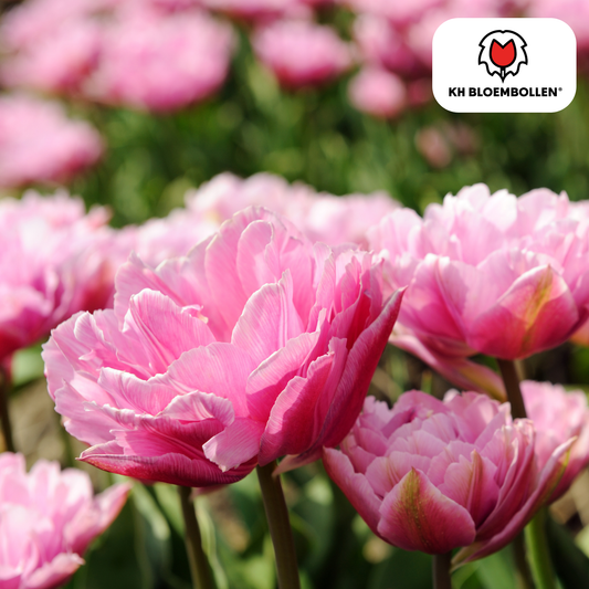 Tulpenbollen Columbus – 20 Stuks