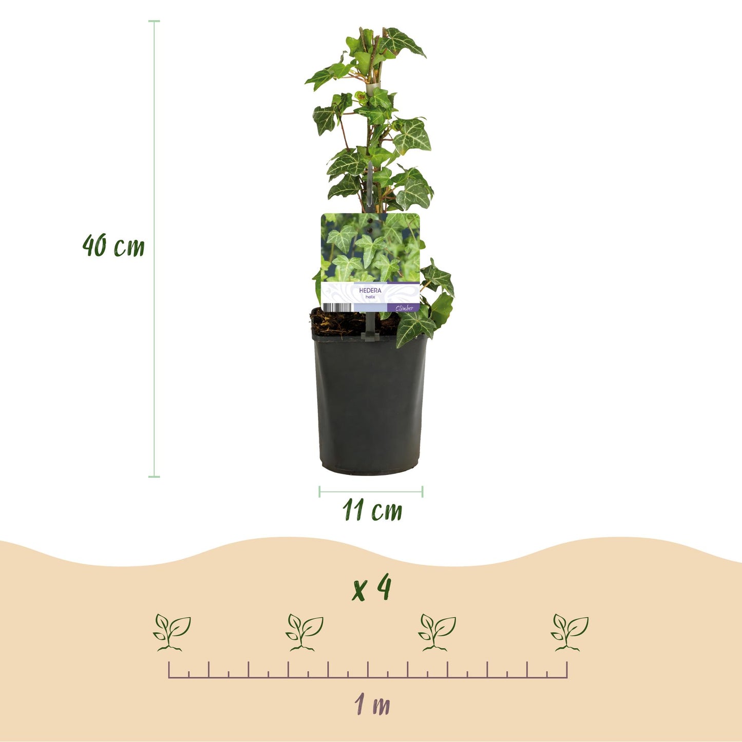Climbing plants Rainbow - Clematis montana Rubens Hedera helix lonicera Goldflame Campsis madame Galen - Year-round color - 4 plants - Pot 11cm Height 40cm