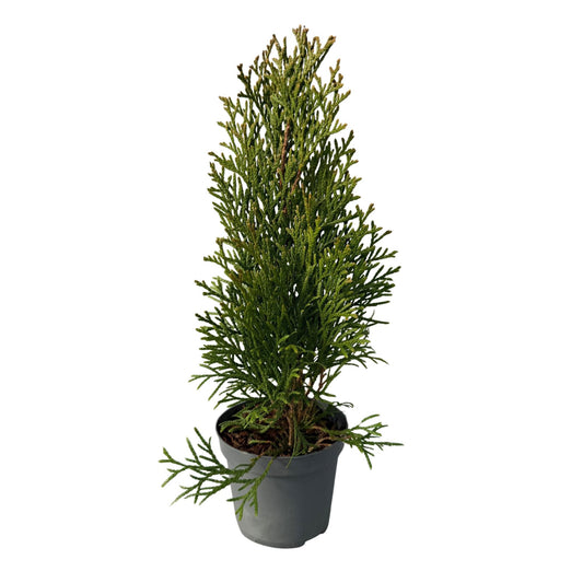 Green boutiQ - Hedge plants - Thuja occidentalis Smaragd - leaf green - 8 plants - 1 linear meter - evergreen - pot 9cm height 30-35cm