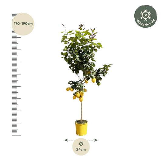 Lemon tree - 150 cm - ø24