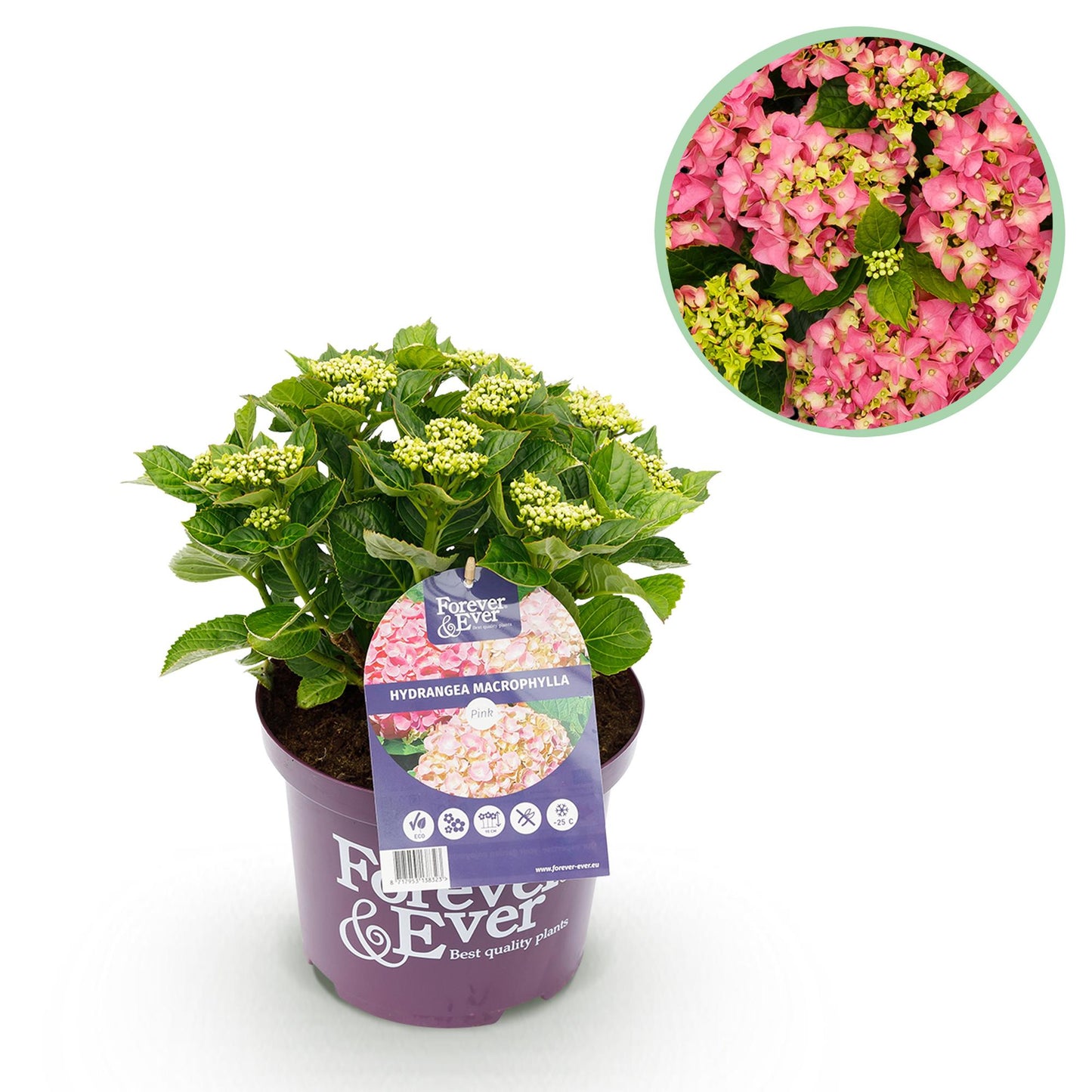 Green boutiQ - Patio plant - Hydrangea - Hydrangea Forever &amp; Ever - Pink - 7-12 Flowers - Pot 23cm Height 55cm