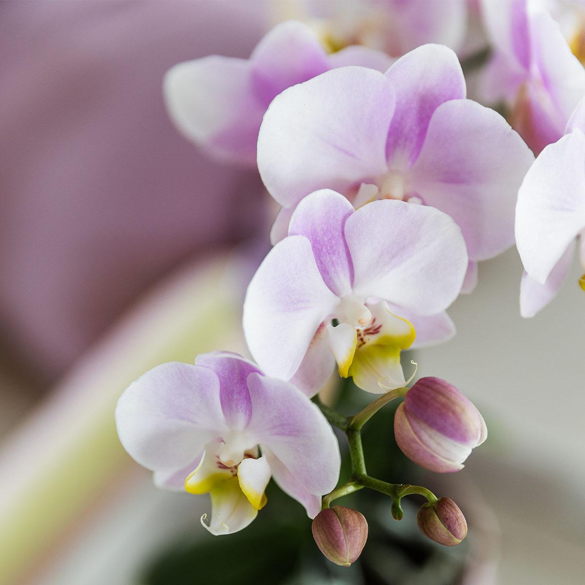 Kolibri Orchids | Pink phalaenopsis orchid - Portugal - pot size Ø9cm | flowering houseplant - fresh from the grower