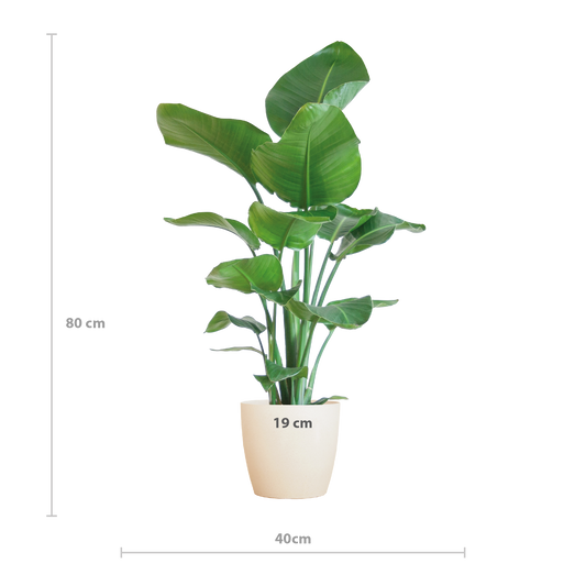 Strelitzia Nicolai with Viber pot white - 80cm - Ø21