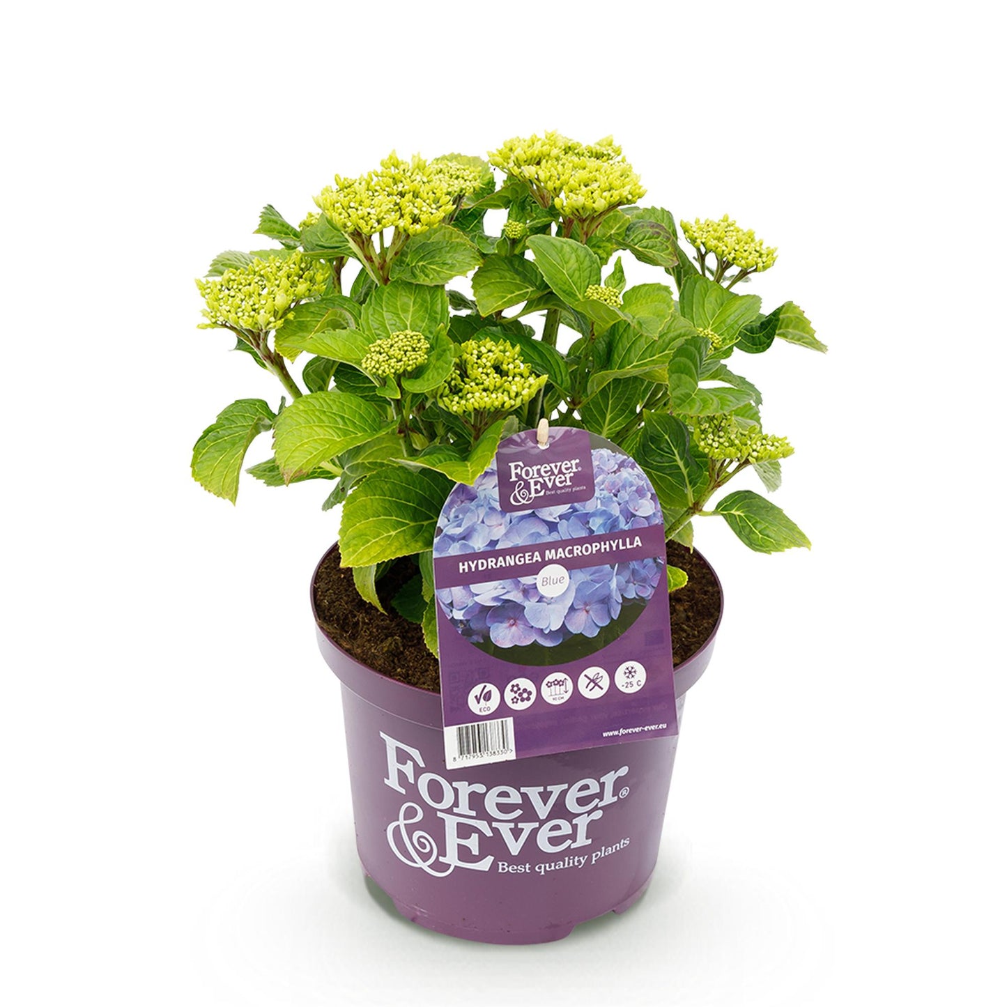 Green boutiQ - Patio plant - Hydrangea - Hydrangea Forever &amp; Ever - Blue - 7-12 Flowers - Pot 23cm Height 55cm