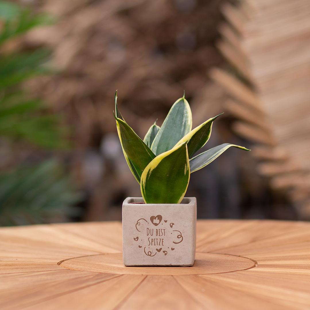 Congreet Blumentöpfe + Sansevieria | Du bist auf dem Punkt 