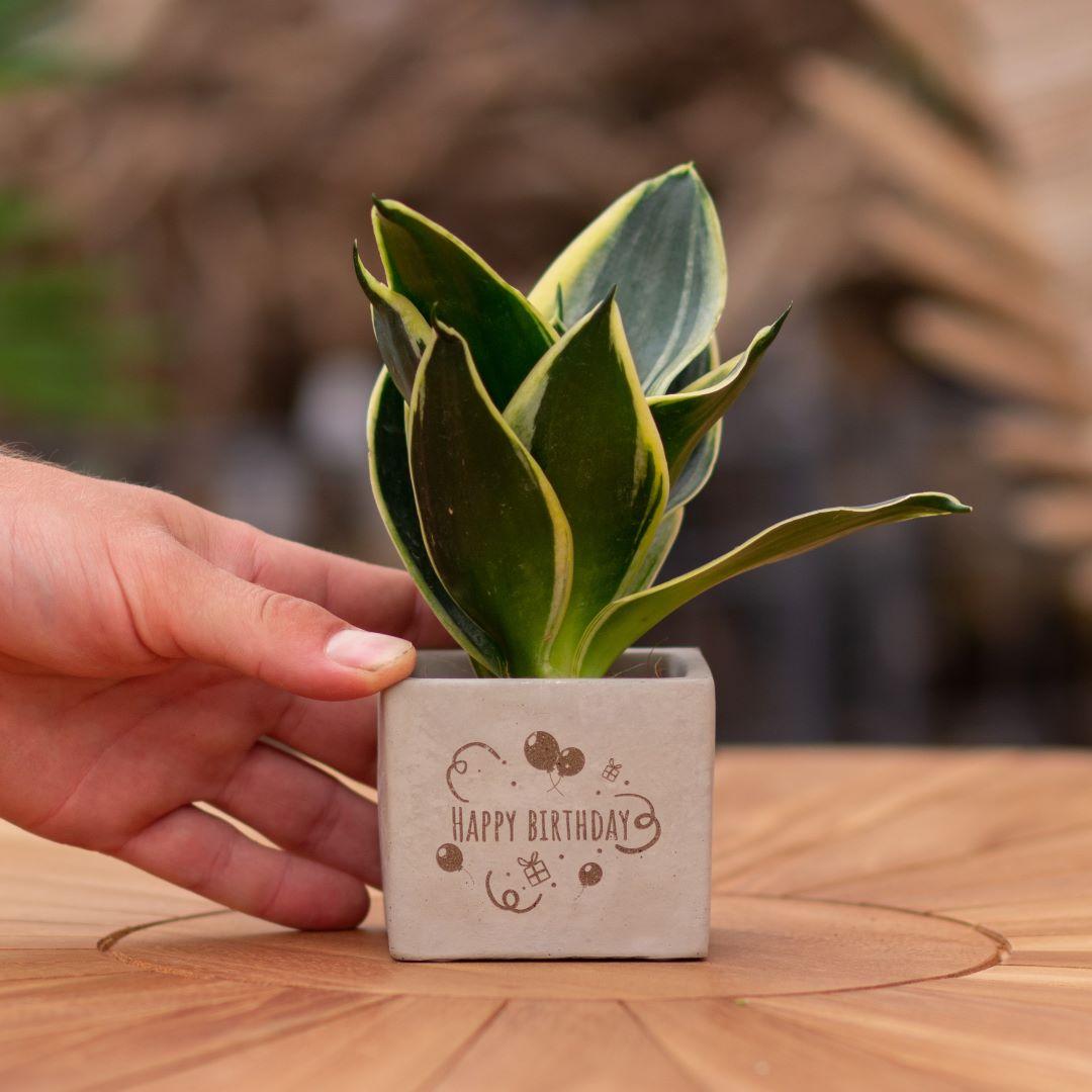 Congreet plant pots + Sansevieria | Happy birthday 