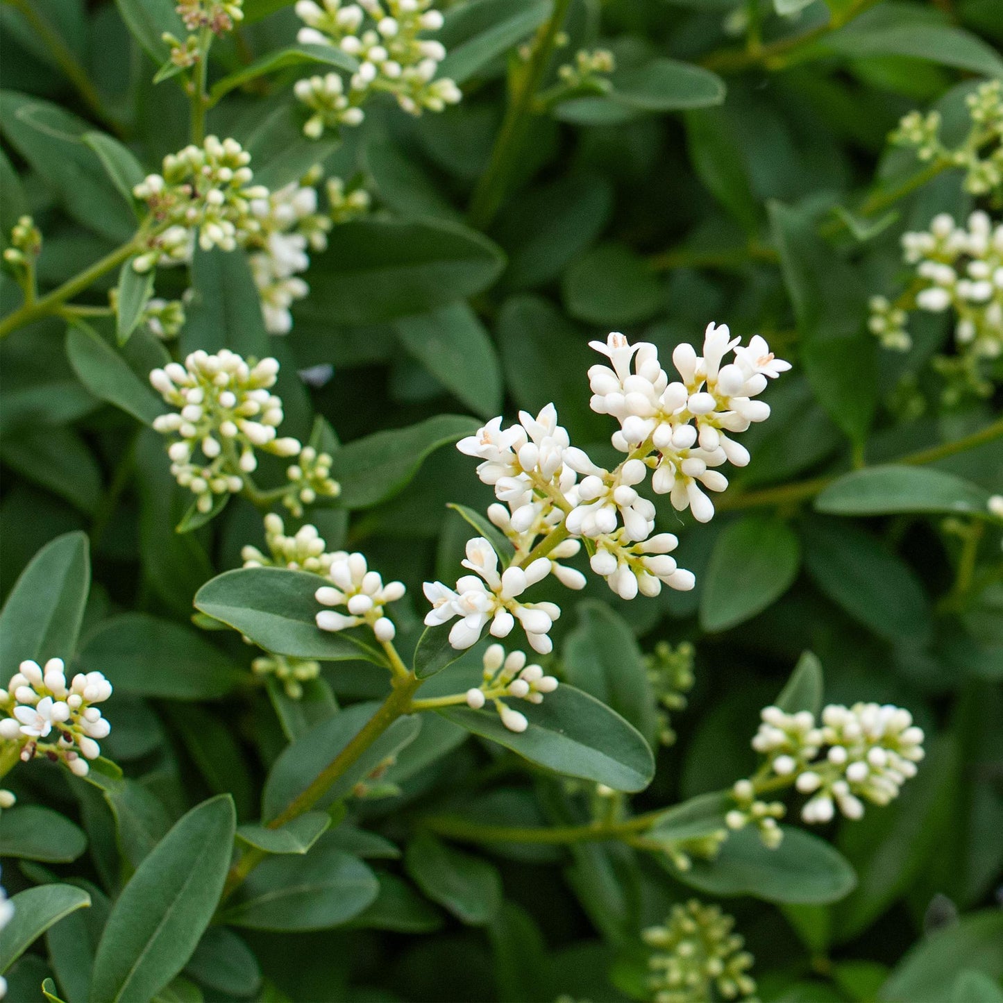Green boutiQ - Hedge plants - Ligustrum ovalifolium - green leaf - 8 plants - 1 linear meter - evergreen - pot 9cm height 35-40cm