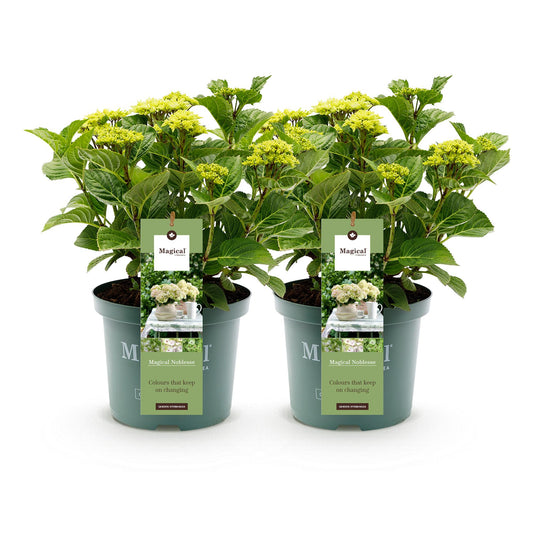 Green boutiQ - Terrace plant - Hydrangea - Hydrangea Magical Nobless - White - 6-10 Flowers - 2 Plants - Pot 23cm Height 55cm