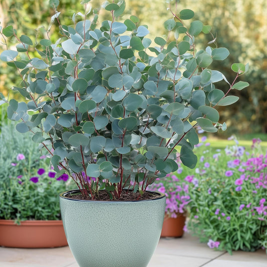 Green boutiQ - Terrasplant - Eucalyptus boom - Eucalyptus gunni  - Grijs - 6 Planten - Winterhard - Pot 14cm Hoogte 30cm