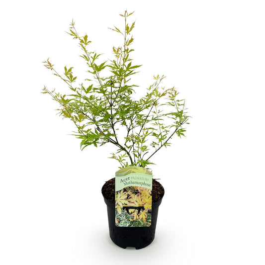 Green boutiQ - Terrace plant - Japanese Maple - Acer palmatum Methamorphosa - Green - 1 Plant - Deciduous - Pot 19cm Height 70cm