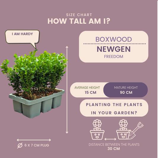 8 x 6-Pack Buxus NewGen Freedom โ Hardy Evergreen Shrubs 48 x ร7 cm - โ15 cm | Compact Boxwood