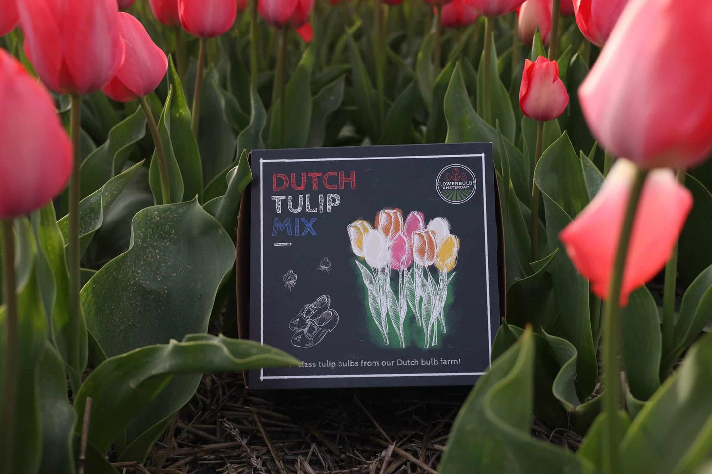 Flowerbulbs Amsterdam - Dutch Tulip Mix - Luxury medium box, 40 flower bulbs for 1 m² of floral splendor - Size 12+