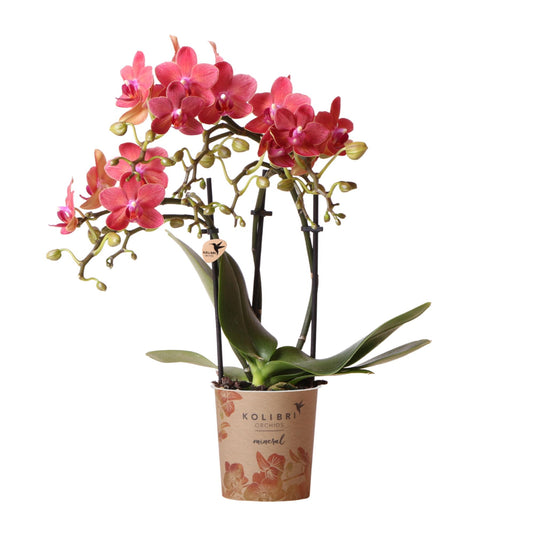 Kolibri Orchids | red Phalaenopsis orchid pot size Ø9cm | Congo | flowering houseplant - fresh from the grower