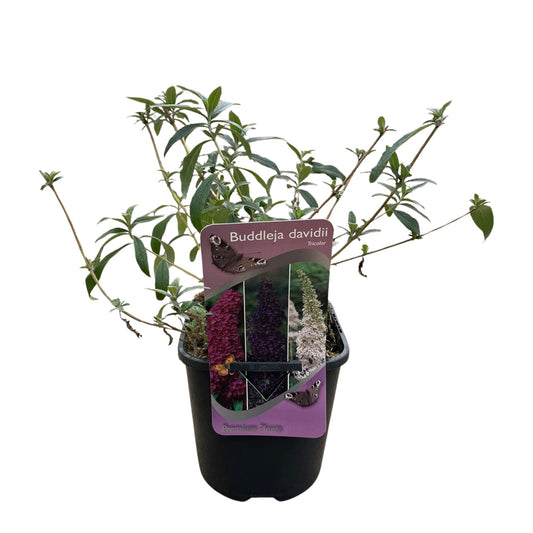 Butterfly bush - Buddleja davidii Tricolour - Flower Pink, White and Purple - 3 Plants - 1m2 - Deciduous - Butterfly attracting - Pot 17cm Height 30cm