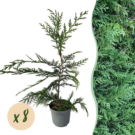 Green boutiQ - Hedge plants - Cupressocyparis leylandii - leaf green - 8 plants - 1 linear meter - evergreen - pot 9cm height 35-40cm