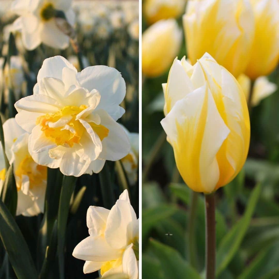 Flowerbulbs Amsterdam - Jacques Darlings - 25 flower bulbs - Size 12+