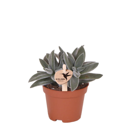 Hummingbird Greens | Green plant - Succulent Tarantula - green houseplant - fresh from the grower - Ø6cm