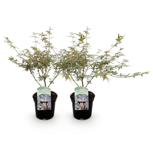 Green boutiQ - Terrace plant - Japanese Maple - Acer palmatum Iyoshi - Pink - 2 Plants - Deciduous - Pot 19cm Height 70cm