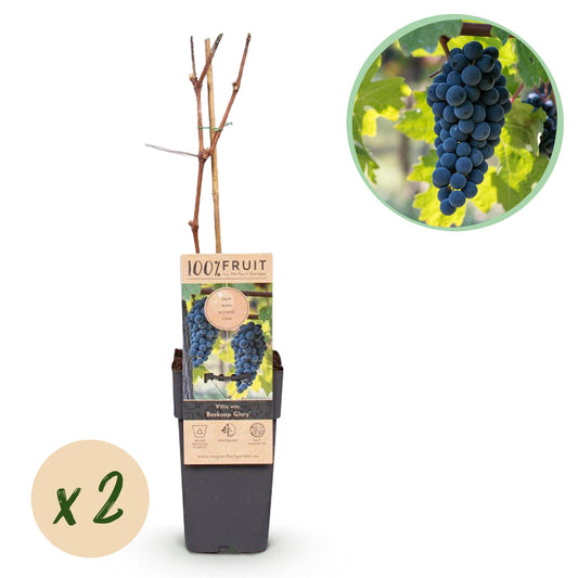 Green boutiQ - Fruit plant - Blue Grape - Vitis vinifera Boskoop Glory - 2 plants - Pot 15cm Height 50cm