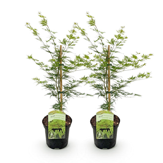 Green boutiQ - Terrace plant - Japanese Maple - Acer palmatum Emerald Lace - Green - 2 Plants - Deciduous - Pot 19cm Height 70cm