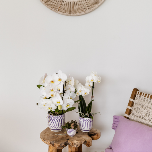 Hummingbird Home | Granada - Lilac - Ø6cm