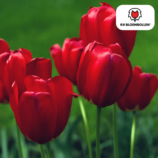 Tulpenbollen Seadov – 20 Stuks
