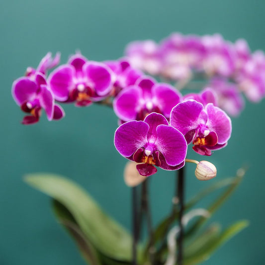 Kolibri Orchids | COMBI DEAL of 4 purple phalaenopsis orchids - Morelia - pot size Ø9cm | flowering houseplant - fresh from the grower