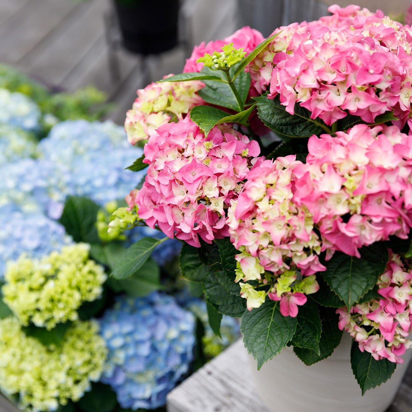 Green boutiQ - Patio plant - Hydrangea - Hydrangea Forever &amp; Ever - Pink - 7-12 Flowers - Pot 23cm Height 55cm