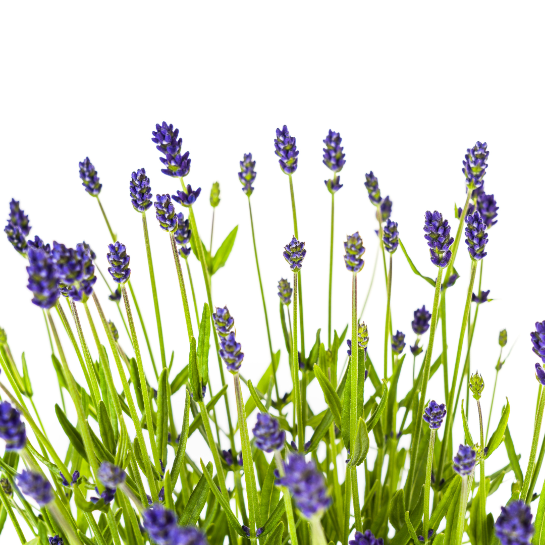 2x Lavandula angustifolia Ø19cm - ↕40 - 50cm