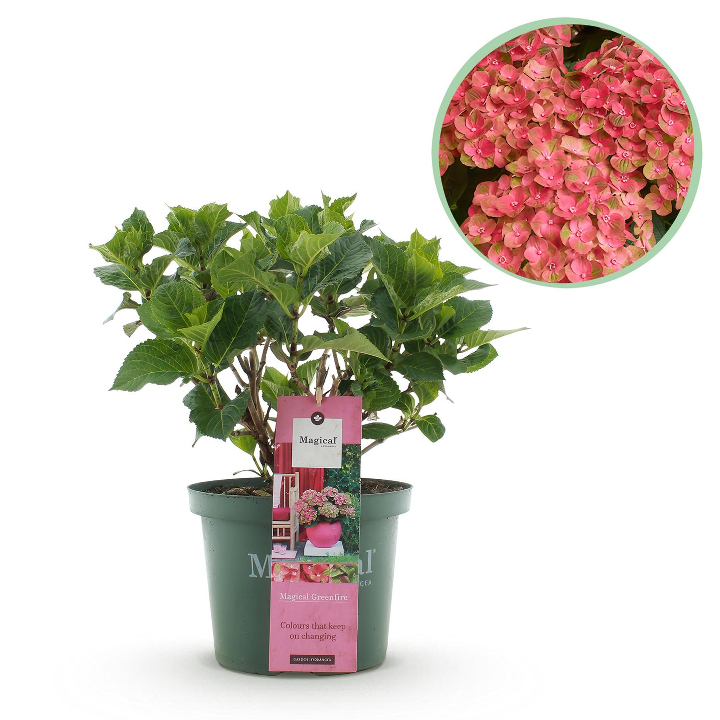 Green boutiQ - Terrace plant - Hydrangea - Hydrangea Magical Green Fire - Pink Green - 6-10 Flowers - Pot 23cm Height 55cm