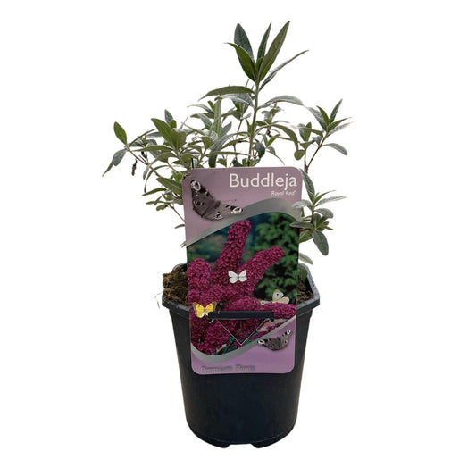 Butterfly bush - Buddleja davidii Royal Red